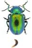 Chrysolina graminis graminis